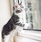 Kitten in the Window